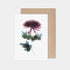 Pink Chrysanthemum